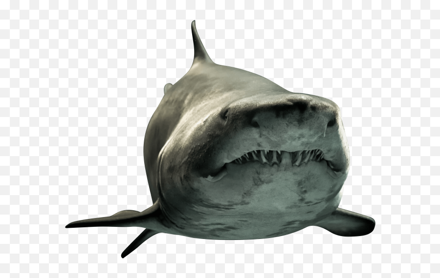 Shark Png Picture - Sharks Emoji,Shark Emoji