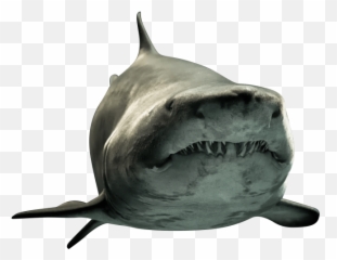 Shark Png Picture - Sharks Emoji,Shark Emoji