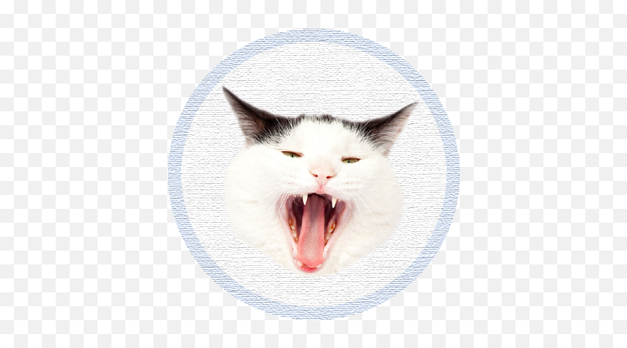 Oscum - Cute Kittens Cat Yawns Emoji,Fang Emoticon