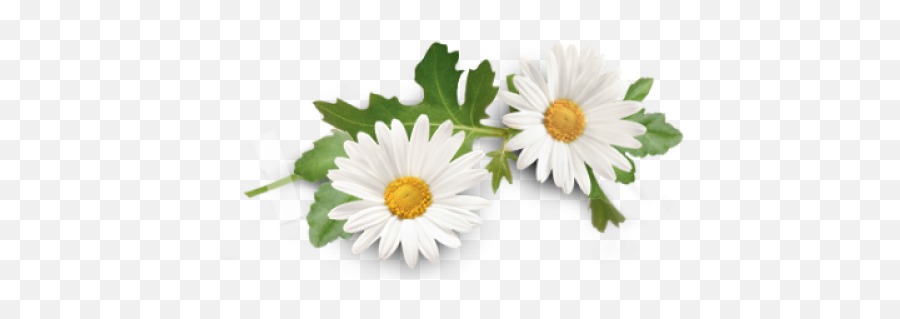 Oils4life Organic Chamomile Roman 5ml - Chamomile Png Emoji,Chamoile Emotions