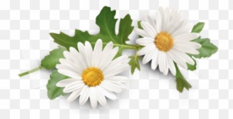 Oils4life Organic Chamomile Roman 5ml - Chamomile Png Emoji,Chamoile Emotions