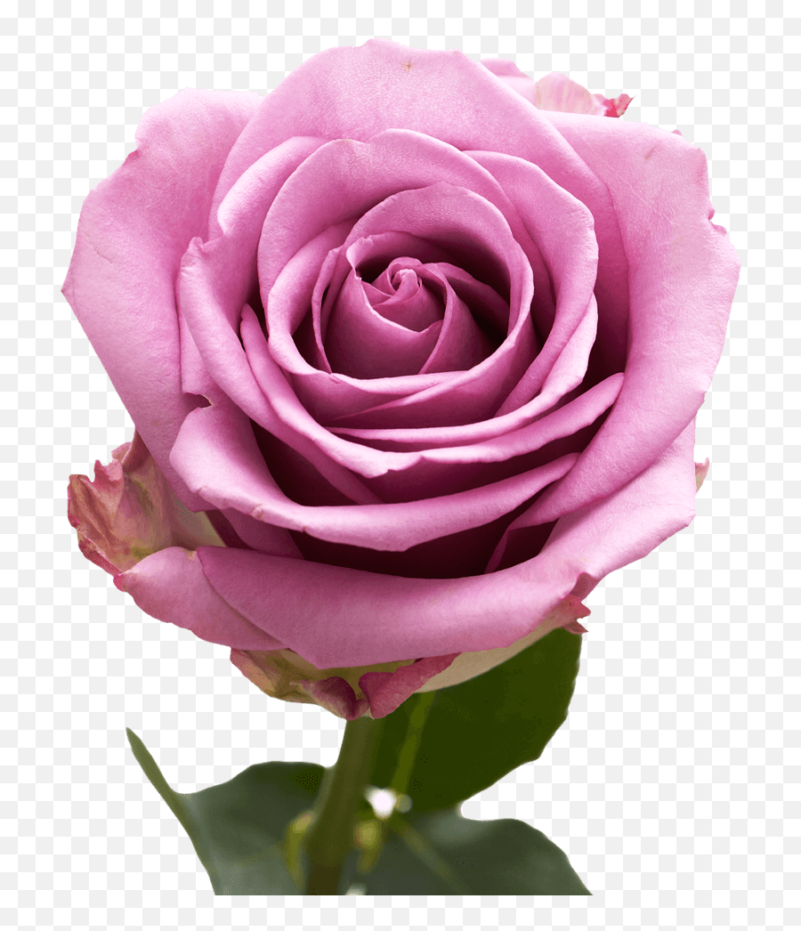 Globalrose Why Give Your Firends With Benefits Flowers On - Rose X Lavender Emoji,Deep Emotions Roses