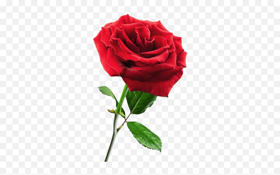 Red Roses Stickers For Whatsapp And Signal Makeprivacystick - Rosas Png Emoji,Red Rose Emoticon