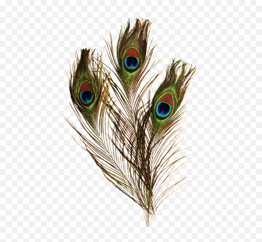 Chenille Kraft Peacock Feathers 36 - Real Peacock Feather Png Emoji,Peacock Feather Ascii Emoticon