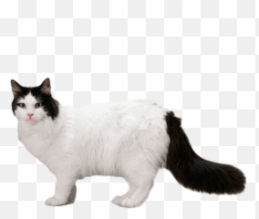 Ragamuffin Personality Temperament And Lifespan Petplan Emoji,Cat Emotions Outline