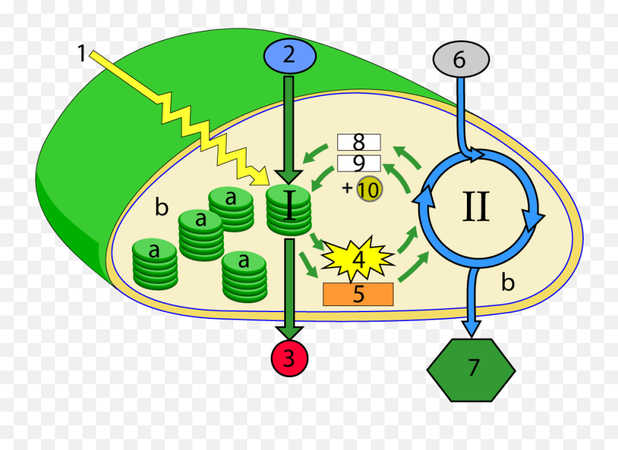 Photosynthesis The Light Reactions Hs Interactive Emoji,Imagine How Hard Physics Would Be If Electrons Had Emotions