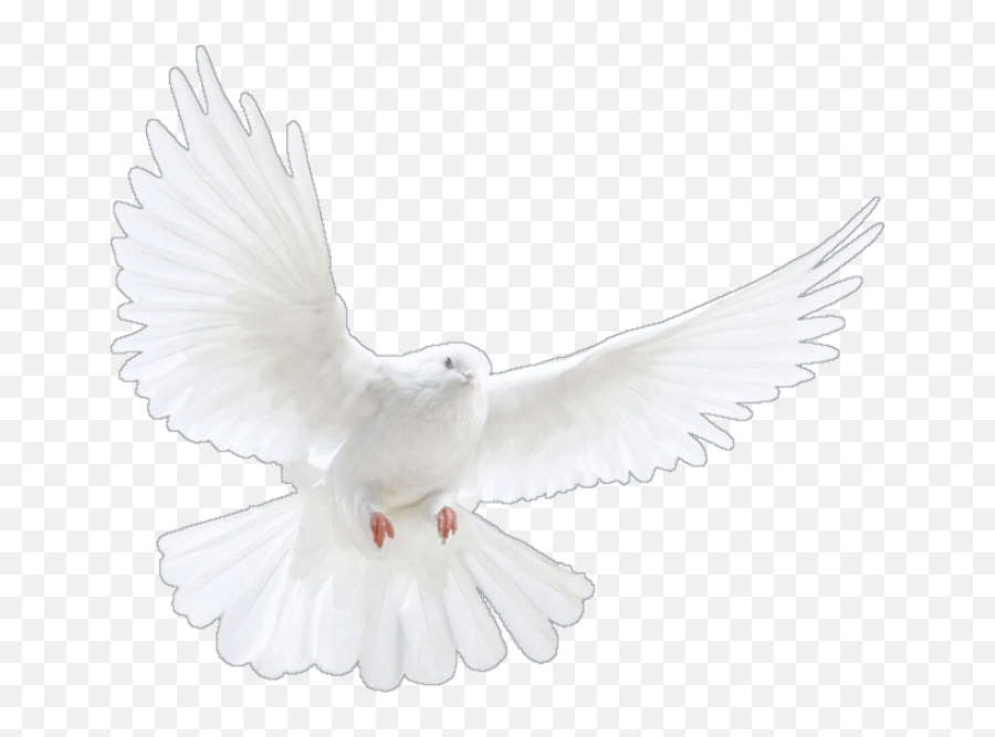 God Empowers - St Peter Parish Emoji,Emotions Associated With Dove Bird
