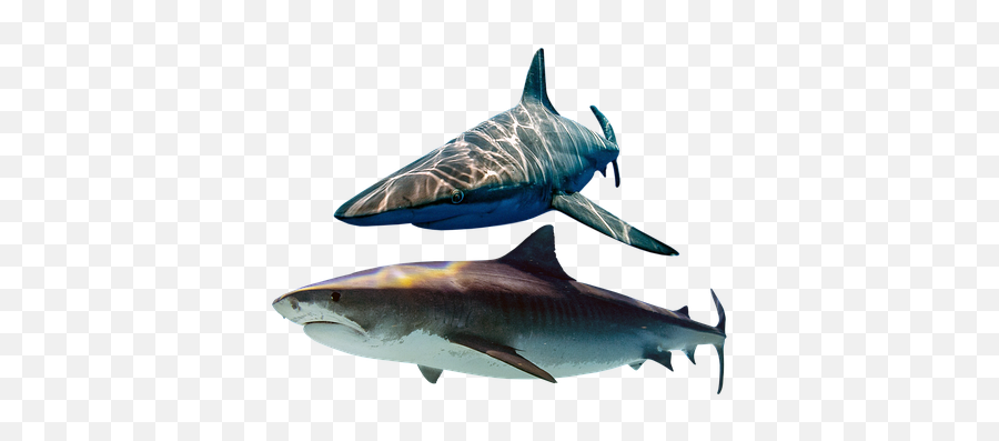 200 Free Shark U0026 Fish Illustrations Emoji,(^^^) Shark Emoji