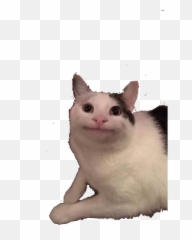 Gatos Emoji,Black Cat Discord Emoji