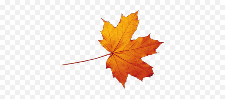 Fall Leaves Transparent Png Download - Realistic Autumn Leaves Png Emoji,Fallen Leaves Emoji