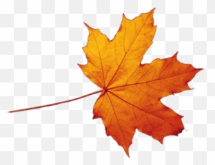 Fall Leaves Transparent Png Download - Realistic Autumn Leaves Png Emoji,Fallen Leaves Emoji