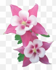 Nu - Moth Orchids Emoji,Gaura Summer Emotions