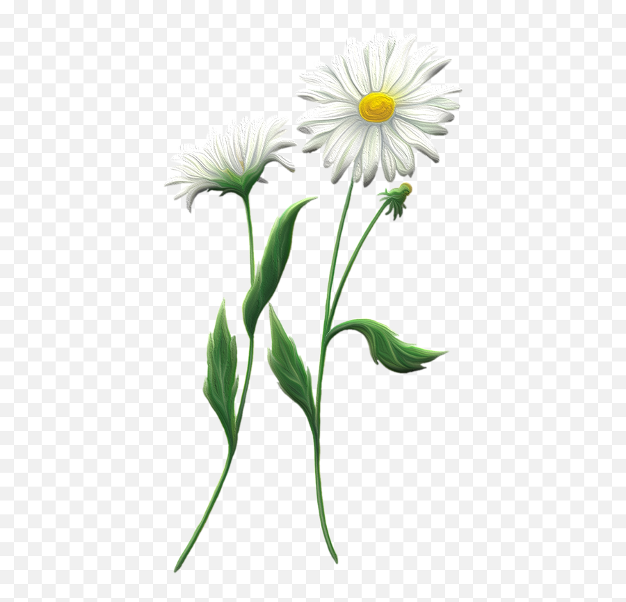 Anthemis Nobilis - Lovely Emoji,Chamoile Emotions