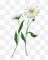 Anthemis Nobilis - Lovely Emoji,Chamoile Emotions