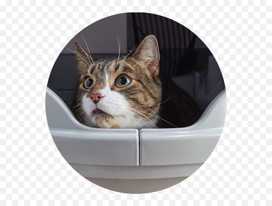 Geniepocket Mat U2013 Catgenie - Cat Supply Emoji,Cat Definitely Show Emotion