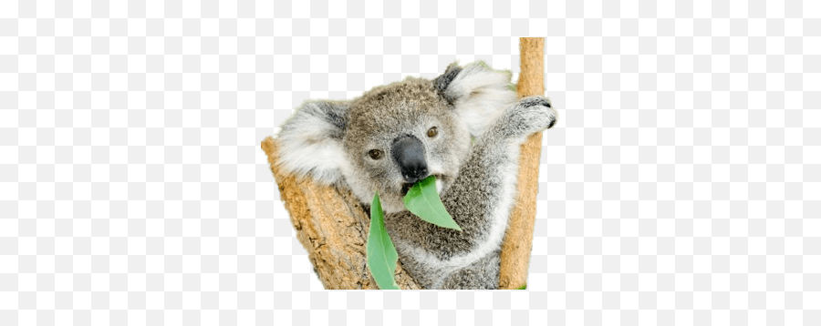 Koala Bear Eating Eucalyptus - Basic Needs By Dr Jean Feldman Emoji,Wechat Kola Bear Emoticon