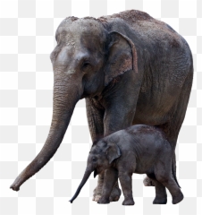 Free Photo Animal Elephant Wild Cut Out - Zoo Siegelbach Emoji,African Wild Dog Ears Emotions