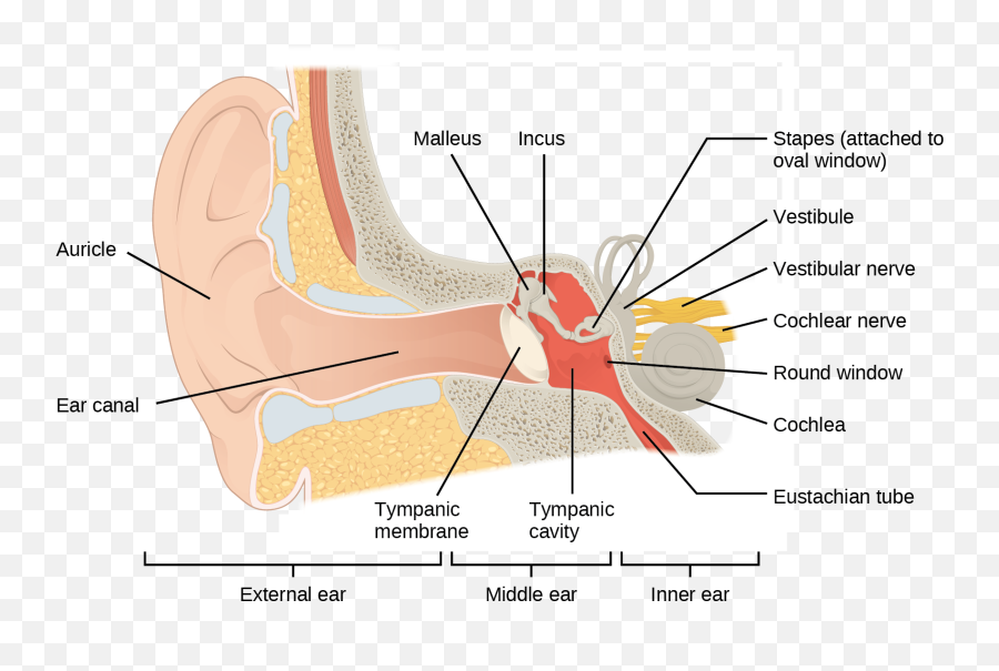 Hearing And Vestibular Sensation - Figure Of Otitis Media Emoji,Cat Ears Sense Your Emotion