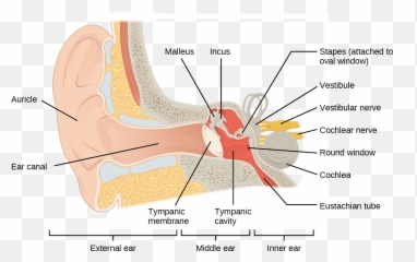 Hearing And Vestibular Sensation - Figure Of Otitis Media Emoji,Cat Ears Sense Your Emotion