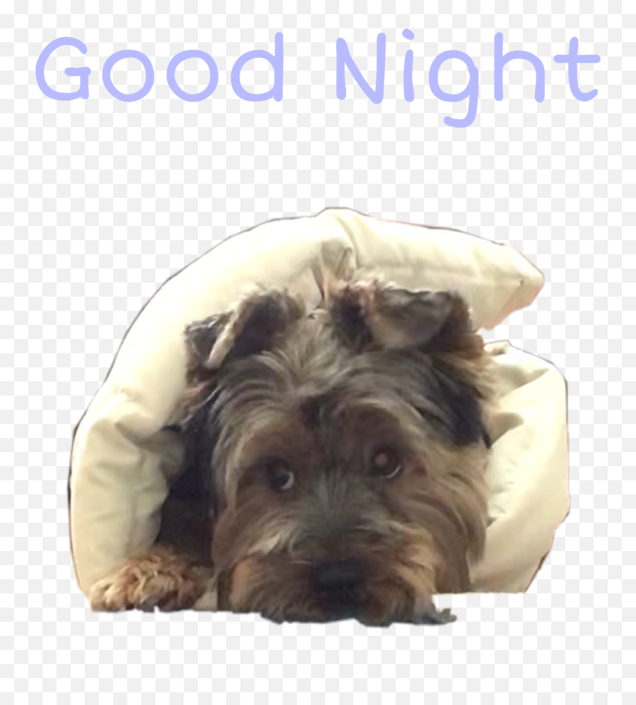 Cutedog Sleepingdog Sticker Sticker By Marley - Dog Bed Emoji,Emojis Saying Goodnight