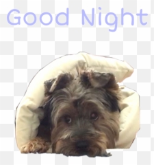 Cutedog Sleepingdog Sticker Sticker By Marley - Dog Bed Emoji,Emojis Saying Goodnight