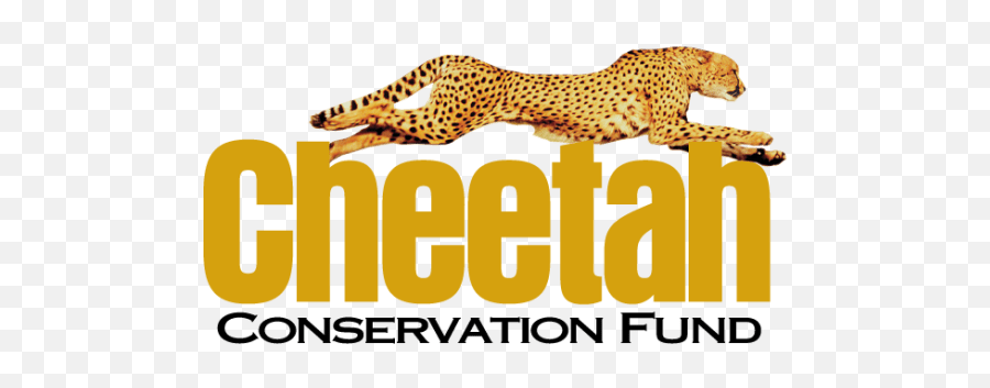 Cheetah 2020 Focus On The Future By Cheetah Conservation - Animal Figure Emoji,Levels Of Emotion In Zoo Animals