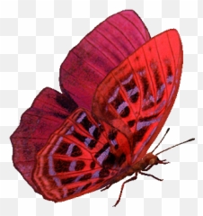 Animated Red Butterfly Gif Emoji,Emotions Giffs