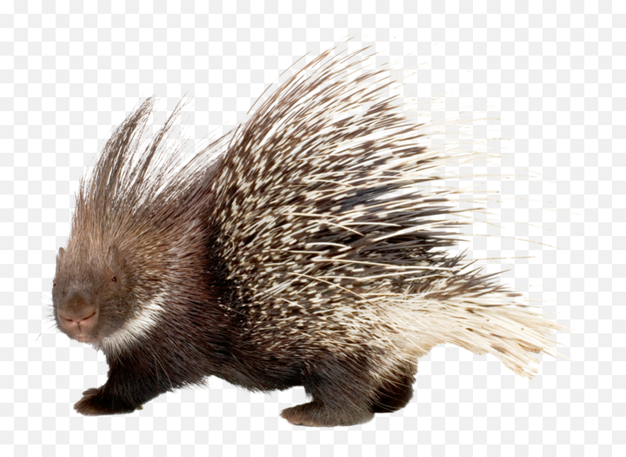 Download It Will Launch A Backward Attack Ramming Its Rear - Porcupine Png Emoji,What Does The Porxupine Emoticon