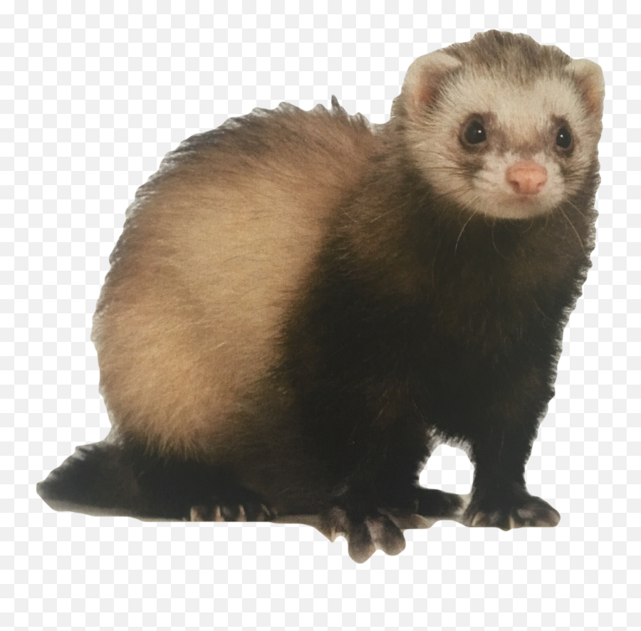 Discover Trending - Ferret With Transparent Background Emoji,Weasel Emoji