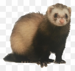 Discover Trending - Ferret With Transparent Background Emoji,Weasel Emoji