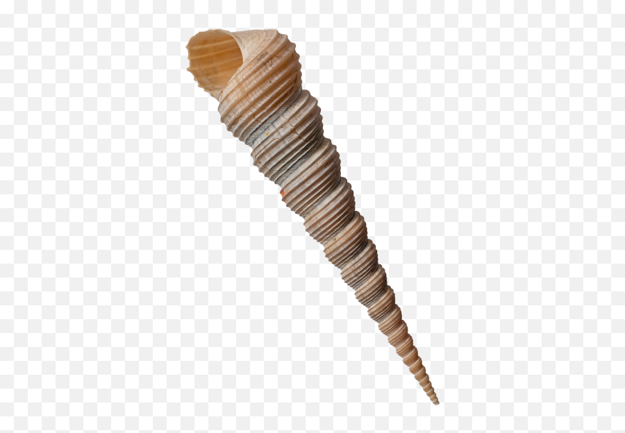 Auger Shell Transparent Png Image - Solid Emoji,Clam Shell Emoji