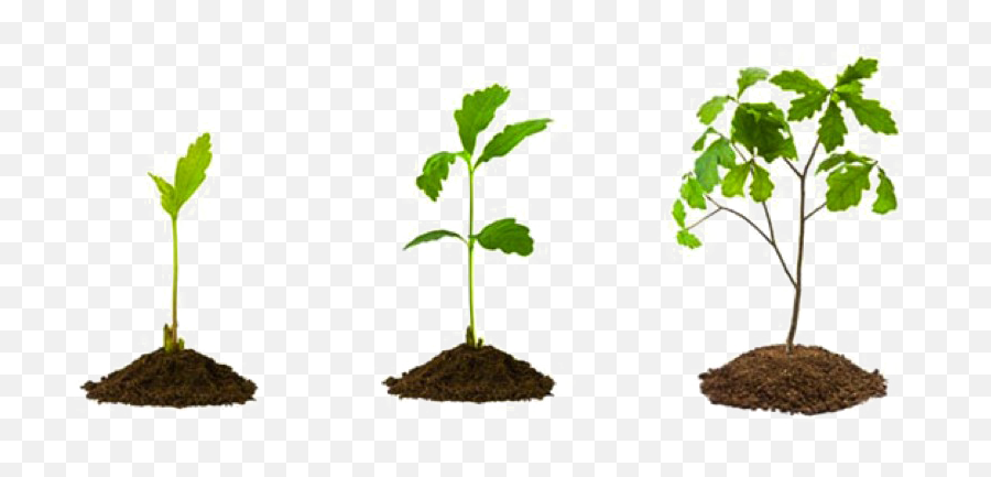 Plant Seedlings Png U0026 Free Plant Seedlingspng Transparent - Grow Plant Png Emoji,Plant Emoji Transparent
