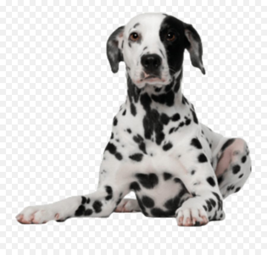 Dalmatian Dog Sticker - Dalmatian Dog Png Emoji,Dalmatian Emoji