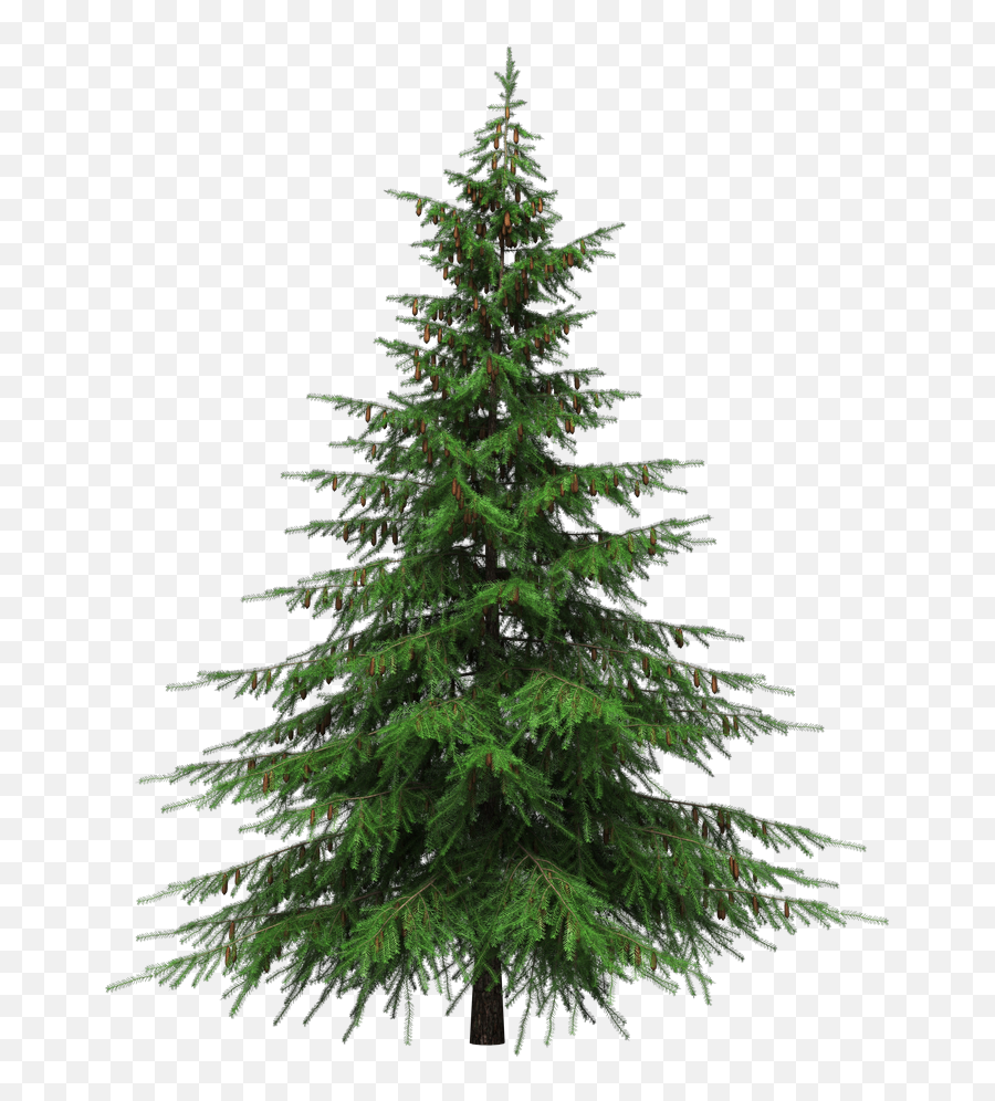 Pine Tree Transparent Sticker - Pine Tree No Background Emoji,Pine Tree Emoji