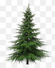 Pine Tree Transparent Sticker - Pine Tree No Background Emoji,Pine Tree Emoji
