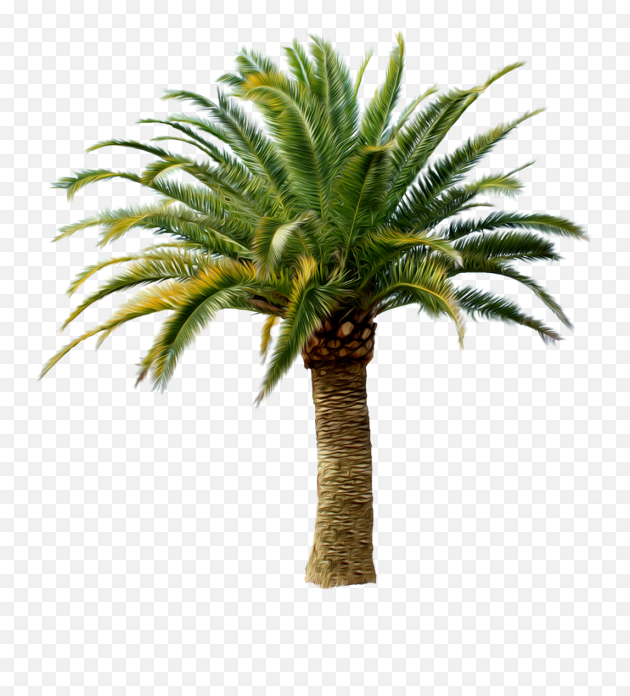 Palm Tree Png Palm Trees Oasis Cactus Plants Pineapple - Danny Blaze Dj Emoji,Palm Tree Emoji