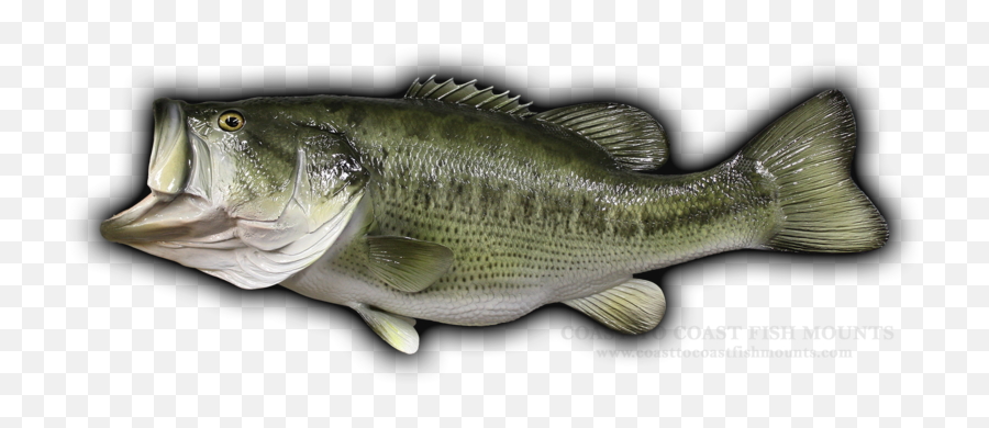 24 84 Lb Largemouth Bass Fish Mount Replica Cclmb80 - Bass Fish Png Emoji,True Human Emotion Drum And Bass