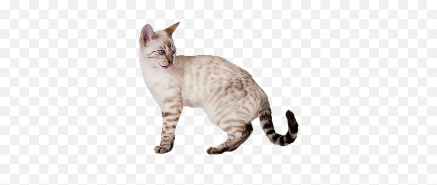 Bengal - Bengal Cat Emoji,Cat Tail Emotions