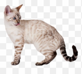 Bengal - Bengal Cat Emoji,Cat Tail Emotions