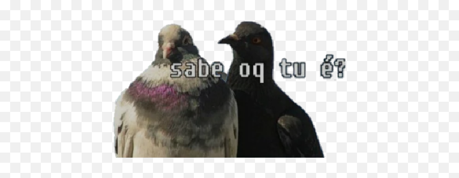 Memes Para Qualquer Situação Em 2020 Frases Engraçadas - Homing Pigeon Emoji,Emotions Do Zap Animais