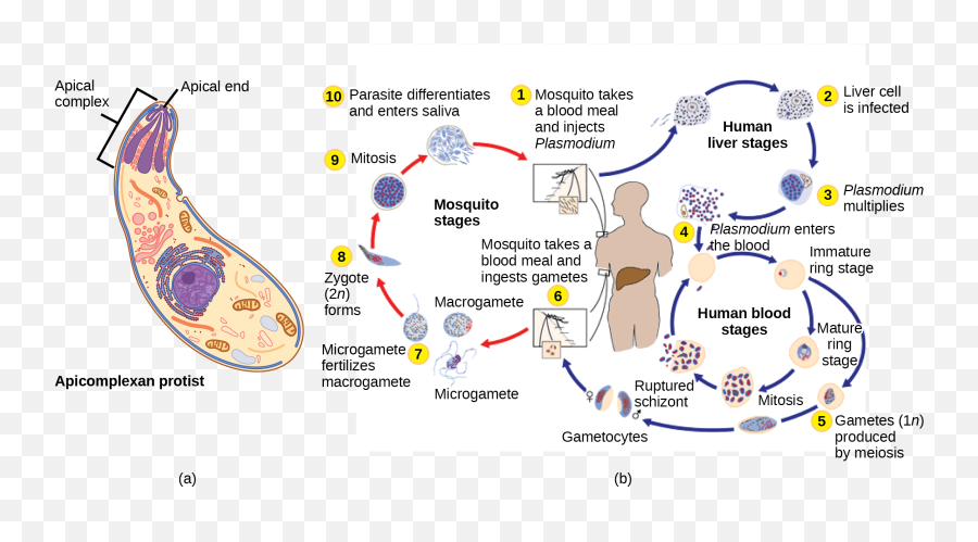 Groups Of Protists U2013 Biology 2e - Paludisme Mutation Emoji,Paramecium Eaten Emotion