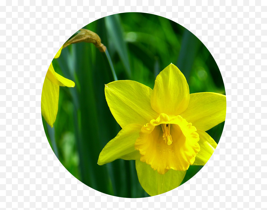 Birth Flowers And Their Meanings - Enchanted Florist Does Daffodils Grow In India Emoji,Emotion Leaf Friendship Violet