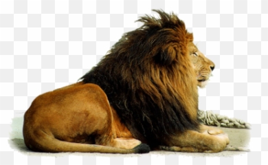 Png Images Lion Emoji,Real Lions Emotions