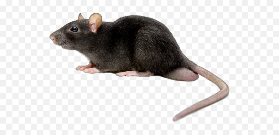 Png Images Rat And Mouse - Mouse Rat Png Emoji,Rat Faces Emotions
