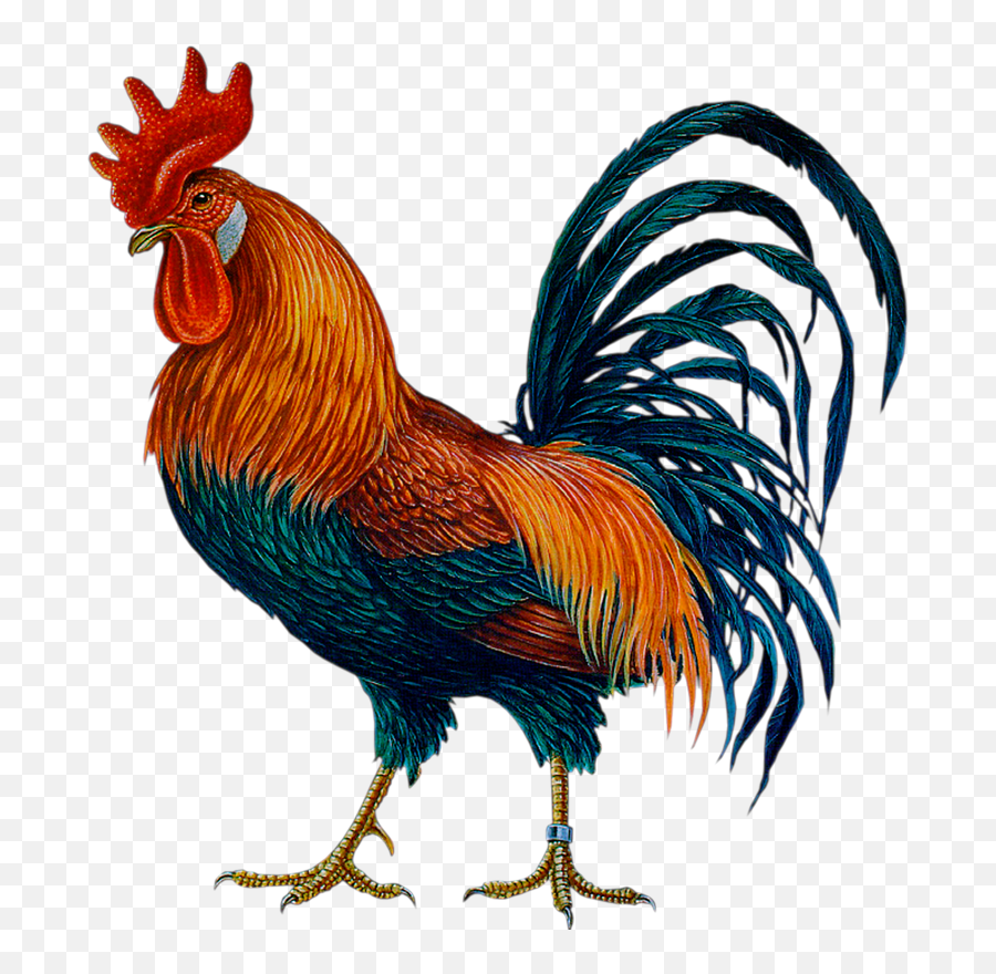 Cock Hd Png Transparent Cock Hdpng Images Pluspng - Cock Images Png Emoji,Chinese Rooster Emojis