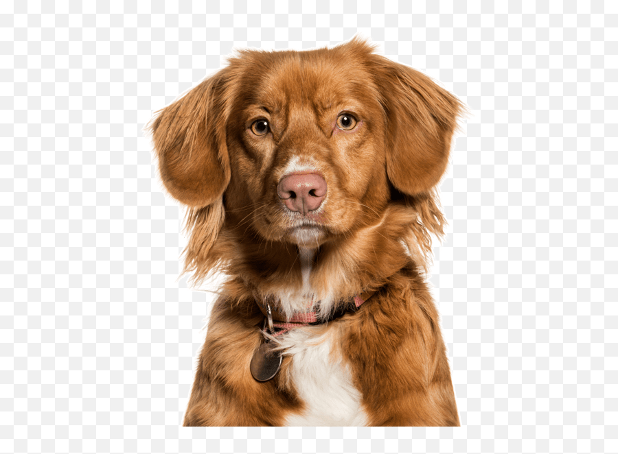 Chesapeake Bay Retriever Puppies For - Nova Scotia Duck Tolling Retriever Emoji,Emoticon Long Blonde Haired Girl With Beagle Dog