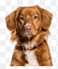 Chesapeake Bay Retriever Puppies For - Nova Scotia Duck Tolling Retriever Emoji,Emoticon Long Blonde Haired Girl With Beagle Dog