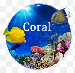 Amazoncom Coral Reef Live Wallpaper Appstore For Android - Coral Reef Fish Emoji,Emoji Movie Wallpaper