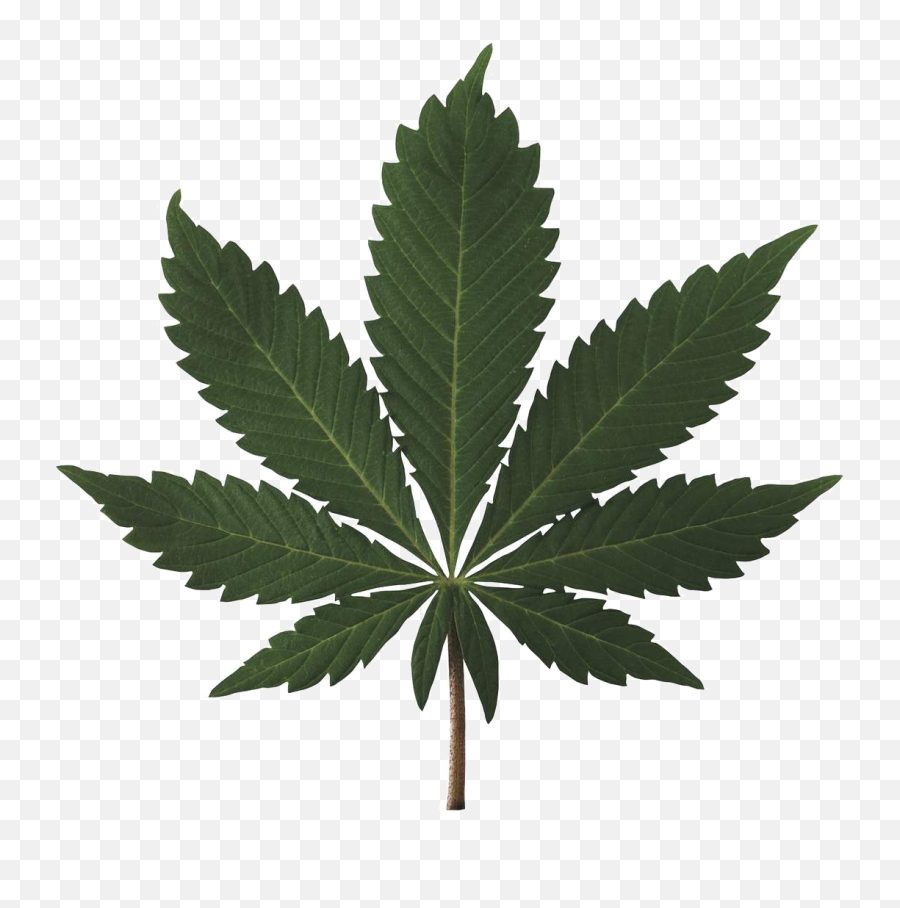 Cannabis Leaf Png Weed - Happy Birthday With Drugs Emoji,Cannabis Emoji