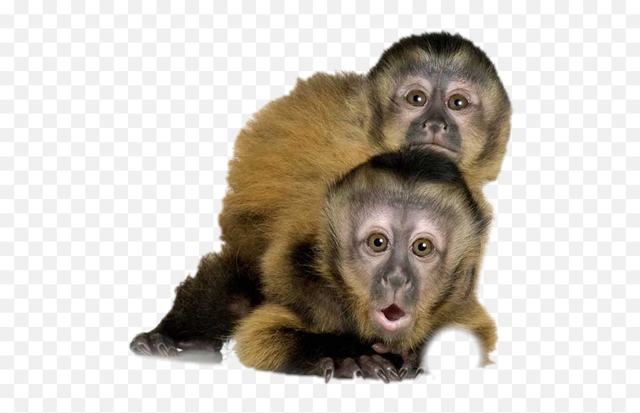 Pesuarez - Tufted Capuchin Emoji,Emotions Of A White-faced Capuchin Monkey